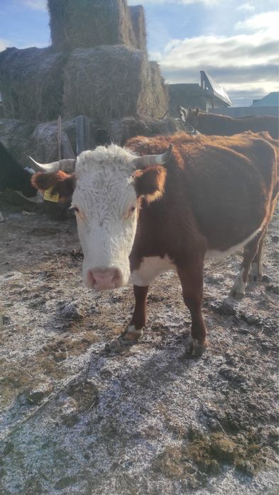 Продам корову мясо-молочная