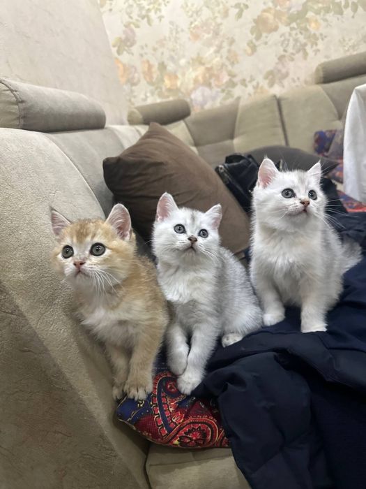 Котята. Британская шиншилла 4 шт
