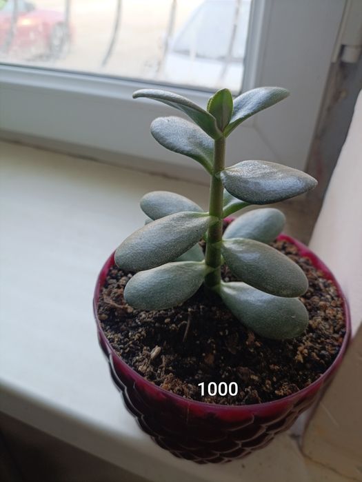 Неприхотливые комнатные цветы