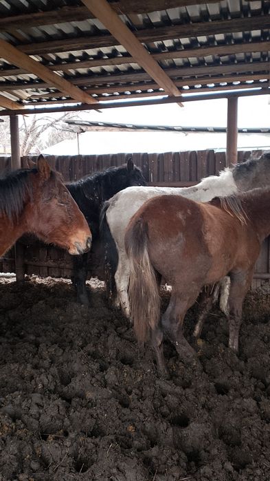 Продам полтарашек стоят дома