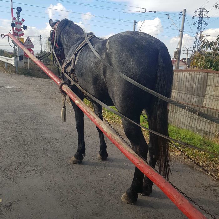 Vind iapa de trei ani