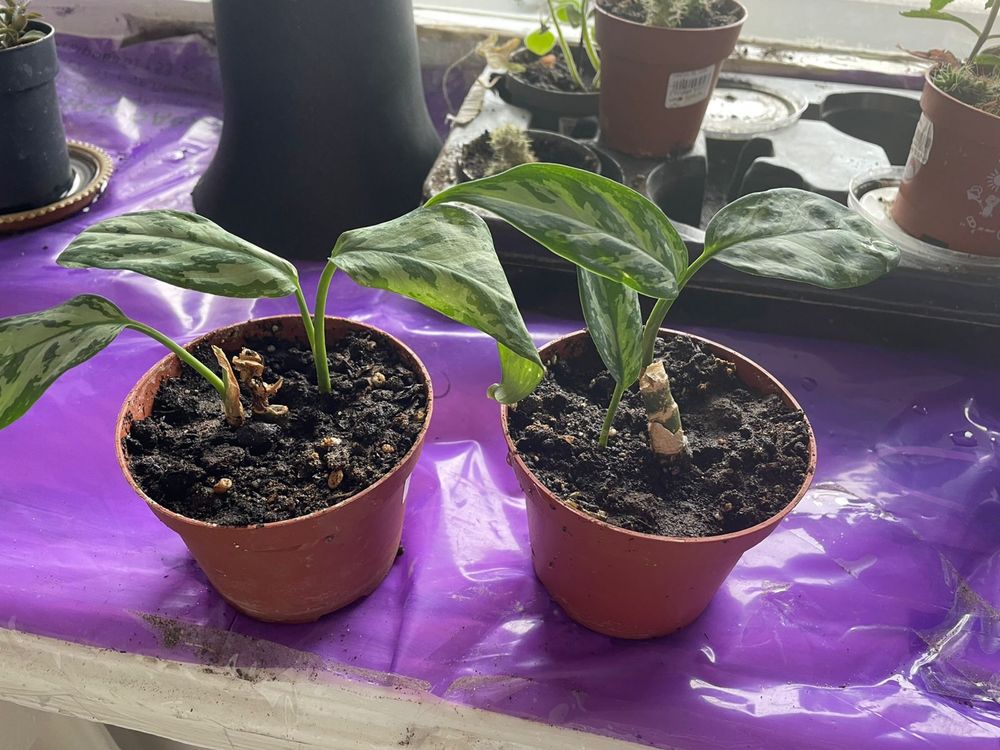 Aglaonema Silver Queen