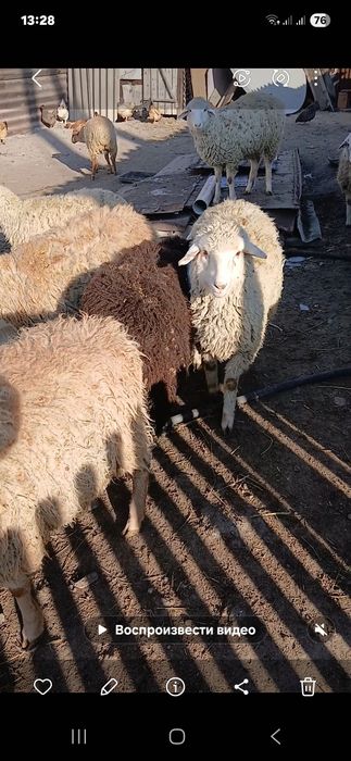 Семиз токтылар сатам