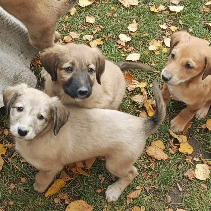 Щенки наполовину тазы