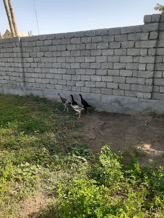 Dakan joja va tovuqlari