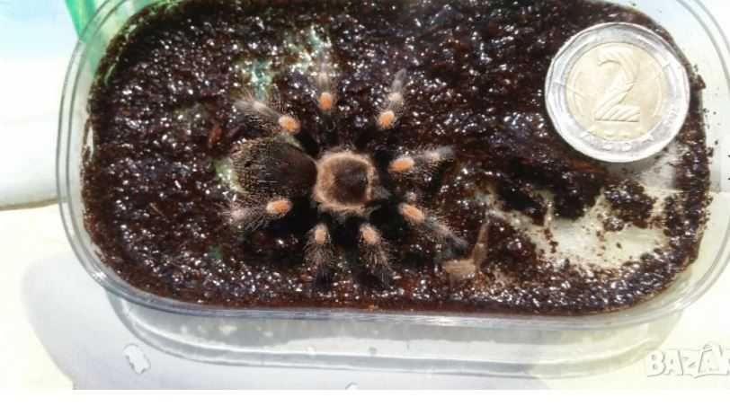 Тарантла tarantula