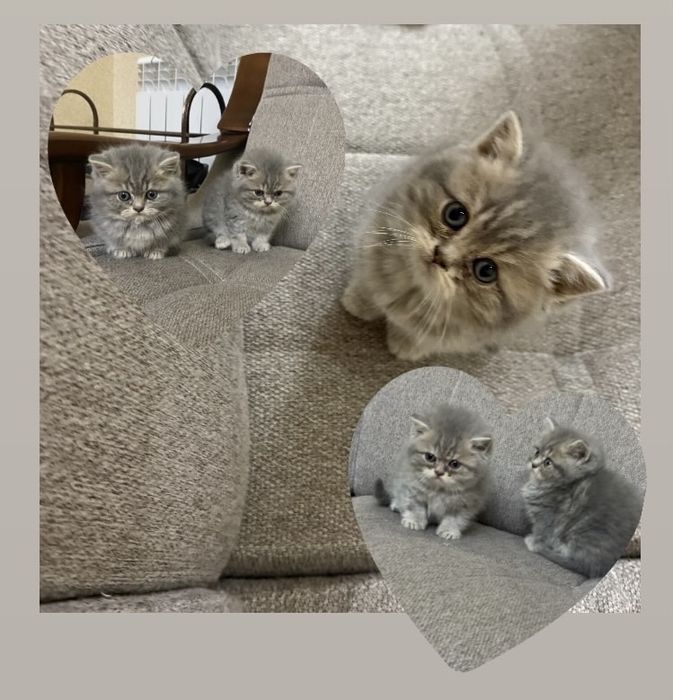 британская кошка серебрест шиншилла 1 yarim oylik pahmoq mushukchalar