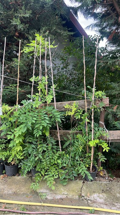 Mesteacan alb la pret minim garantat oriunde in tara