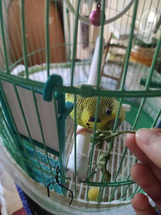 Petsitter / cazare animalute / dog walker Bucuresti