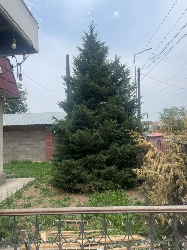 Продаю уличные елки