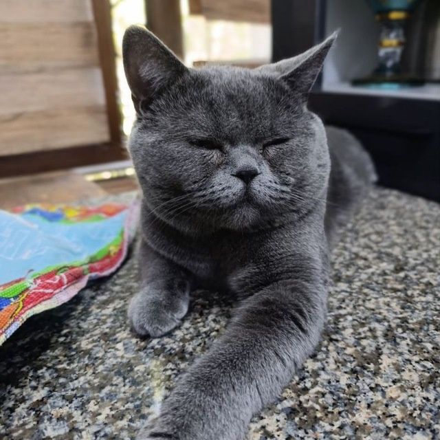 Вязка кота скоттиш страйт!2 года опытный!mushuk juftlashish