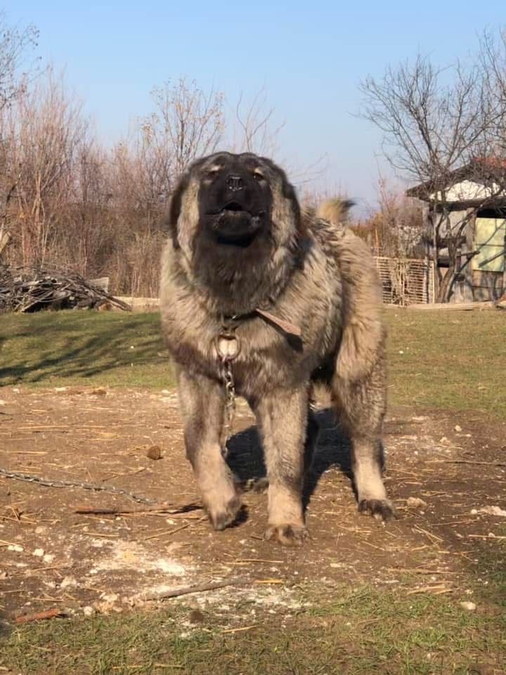 Кавказка овчарка