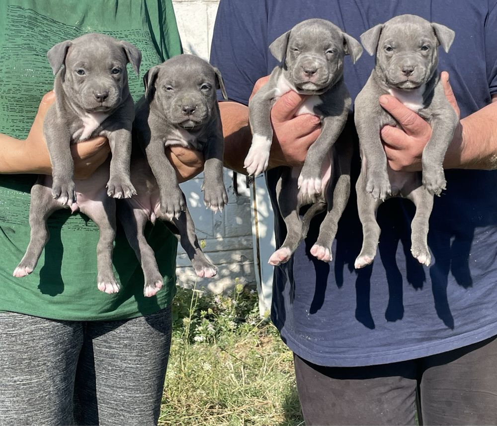 Американски син питбул /American pitbull blue nose