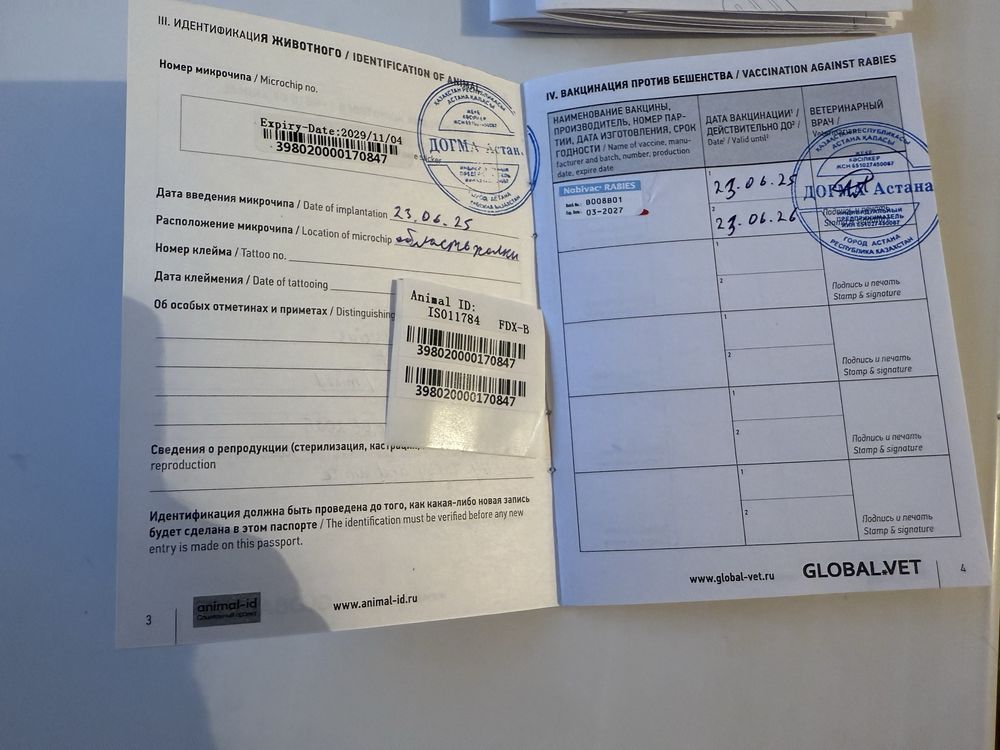 Котята с документами! Чипированные