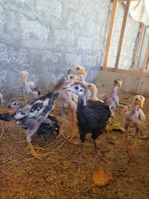 Shamo dakan jujasi 1.5 oylik