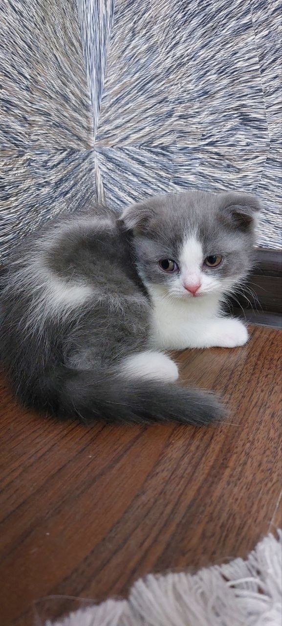 Скоттиш Фолд - британец 2 месячные