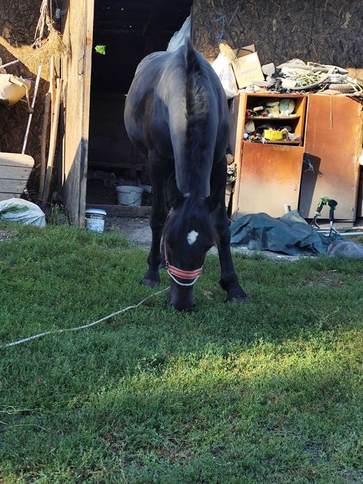 Armăsar de 1 an și două luni de vânzare