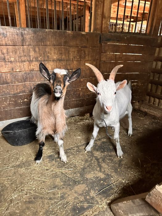 Tap saanen /capra de lapte de vanzare