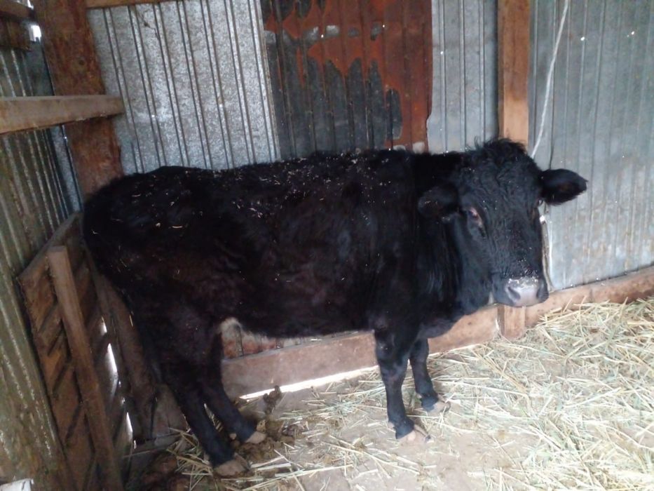 Асыл тұқымды сиыр сатылады