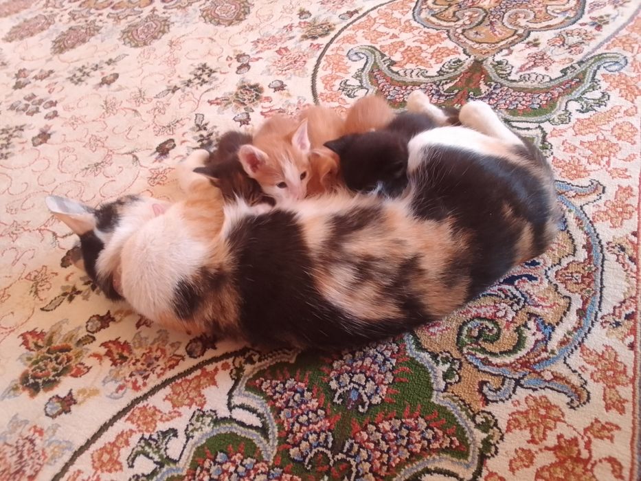 Котята в добрые руки