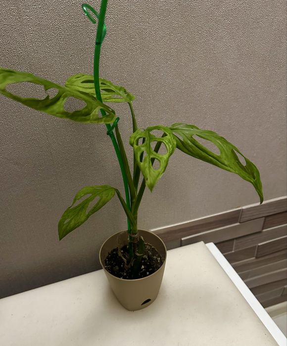 монстера адонсони минт вар