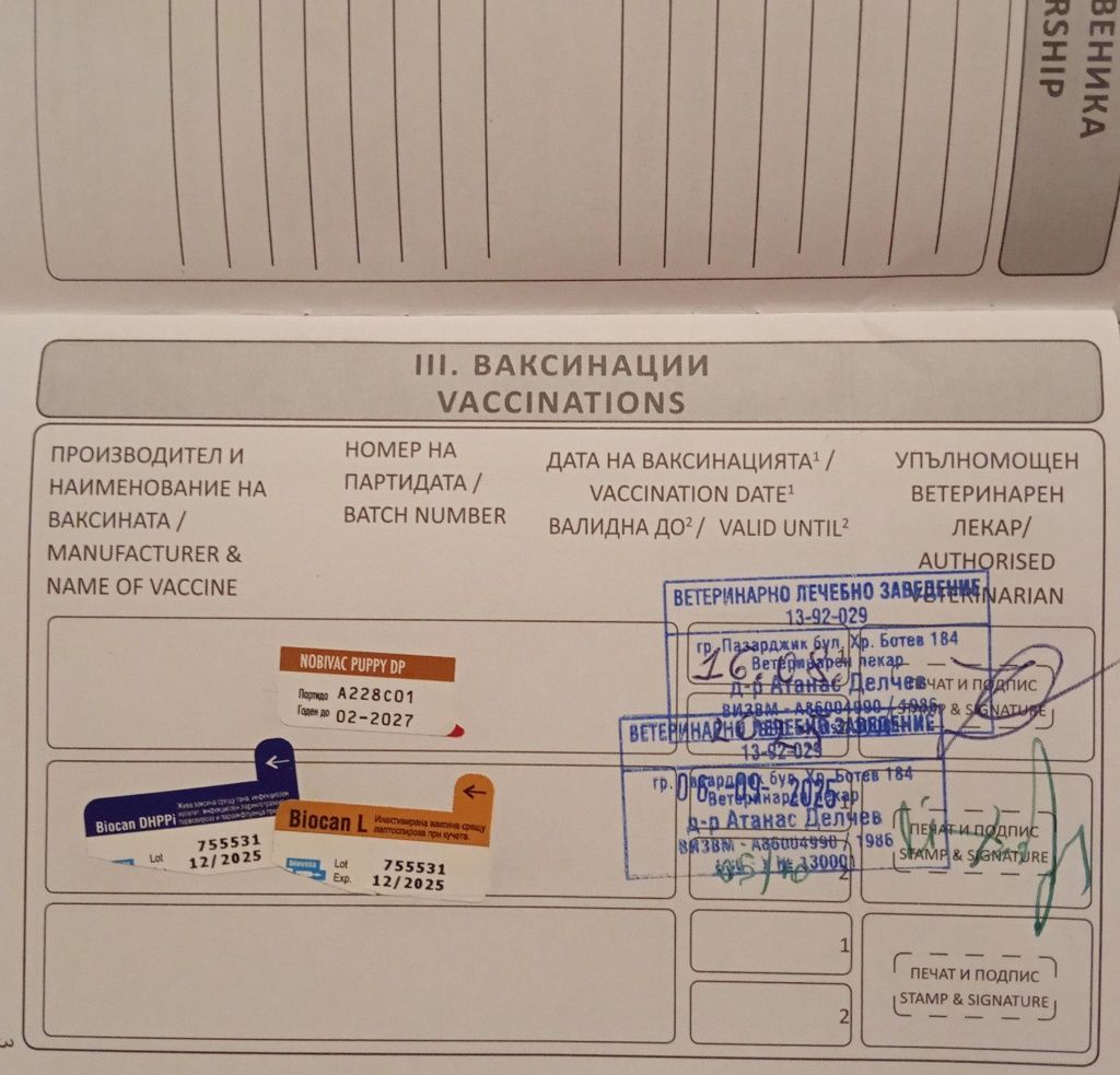 Малиноа белгийска овчарка