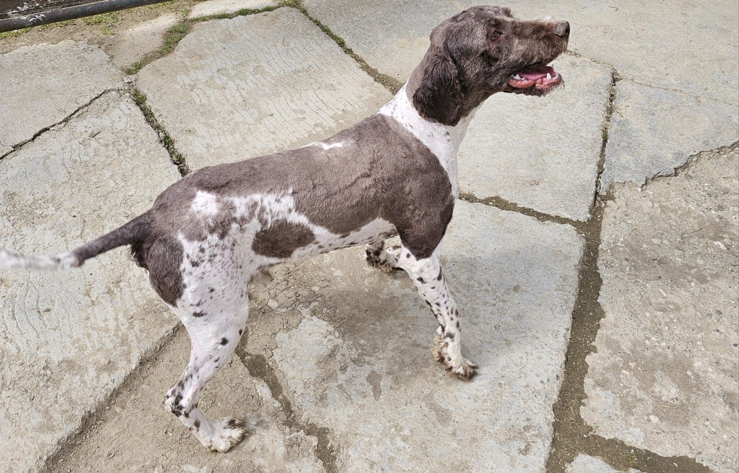 Vand câine Lagotto romagnolo pentru trufe