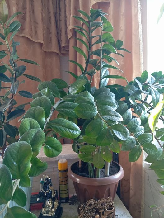 Продам большие комнатные цветы