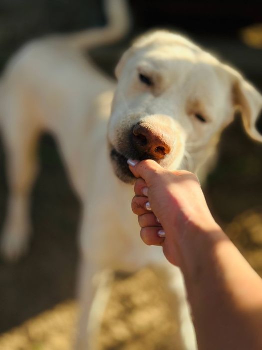 Охана ищет семью.