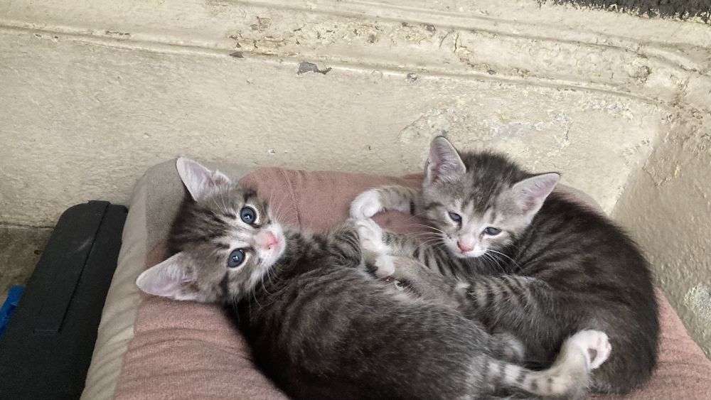 Adopție pisici mici