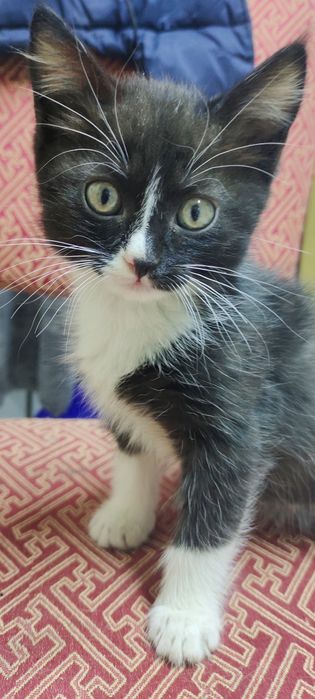 Отдам котёнока полтора месяца