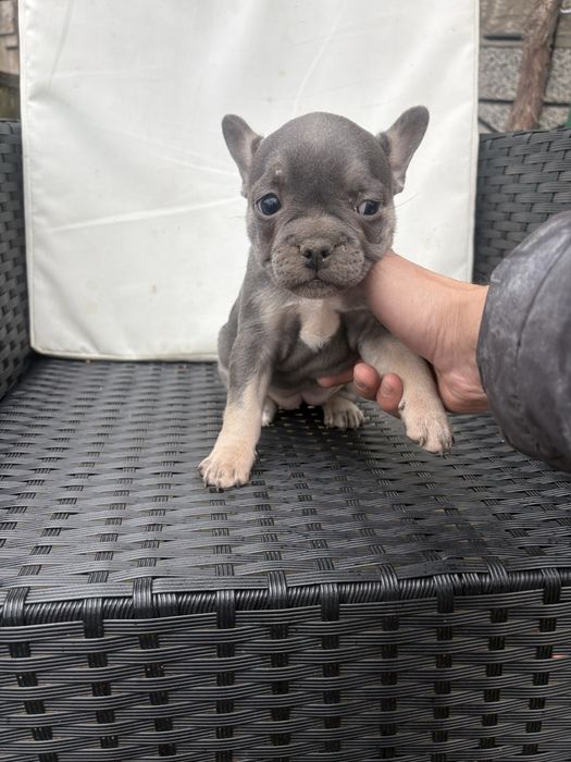 Френски Булдоци сини и блу тен