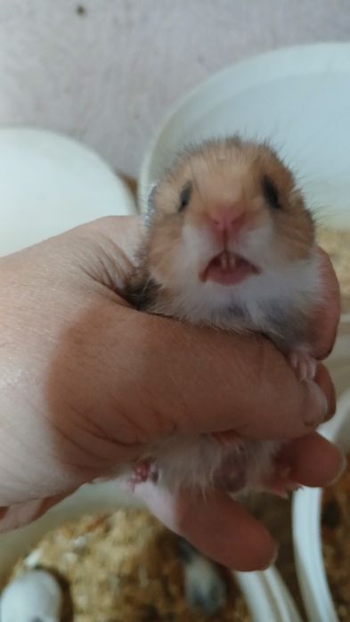 Сирийские грызуны