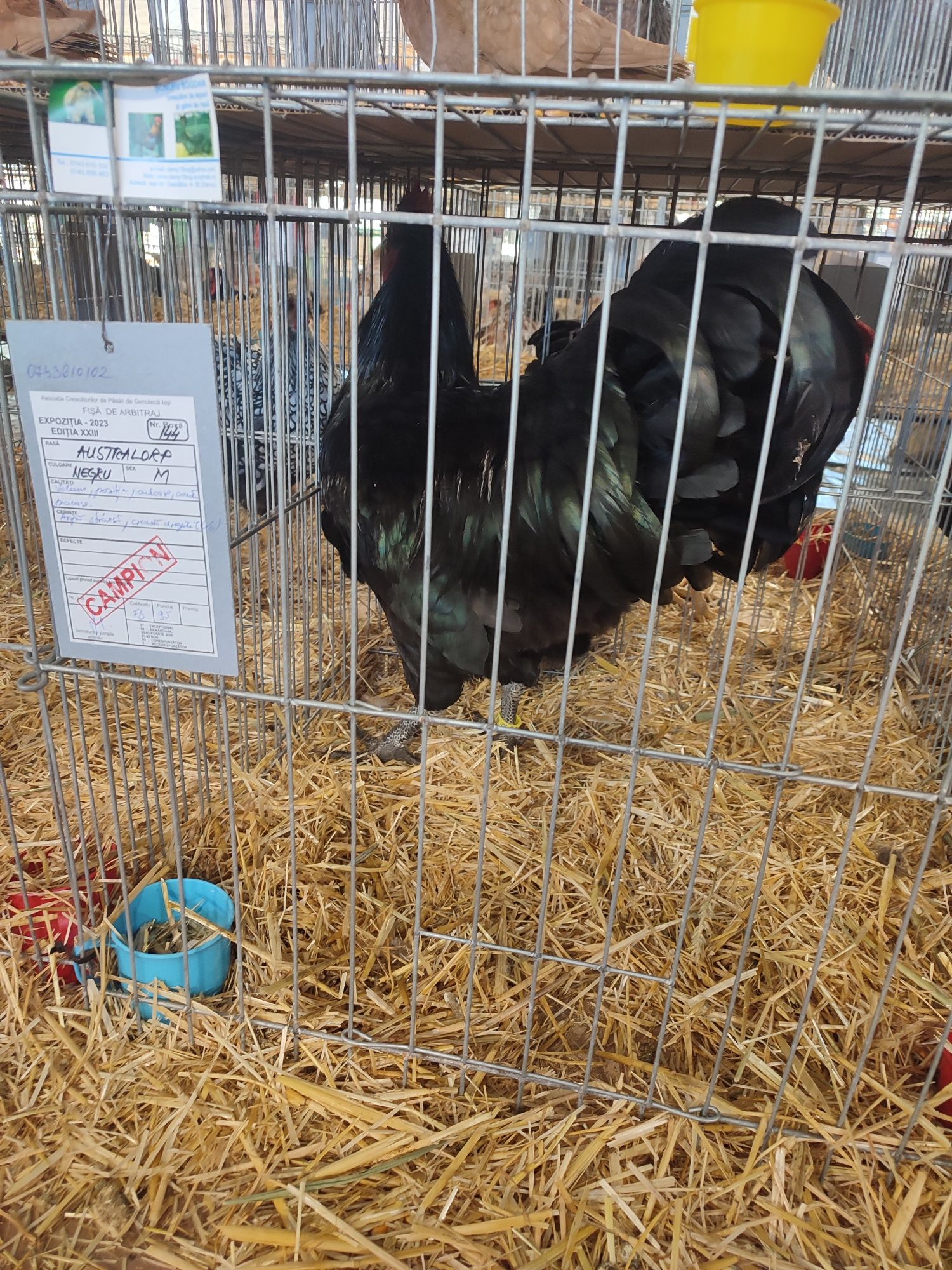 Găini australorp familie