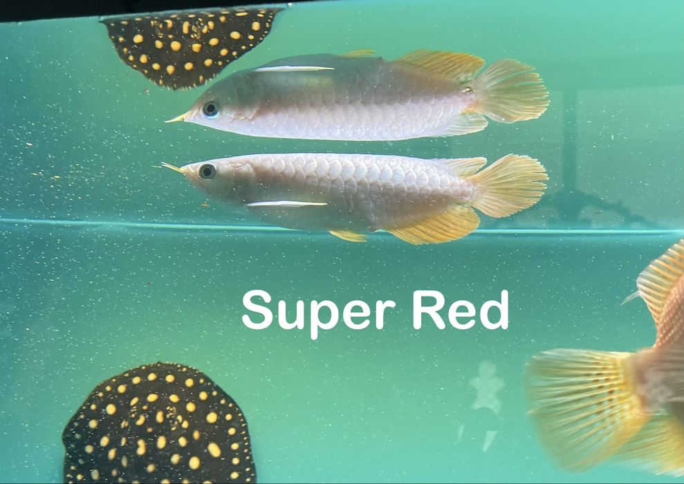 Премиум Арованы! Premium Arowanalar! (Аравана, Aravana, Арована)