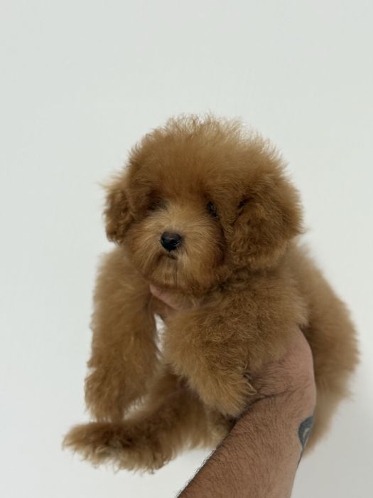 Femelă Poodle RED TeaCup - 6 luni - 880 grame.