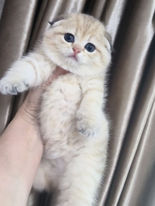 Котята чистокровные