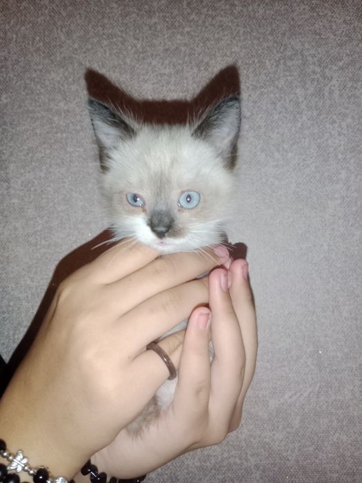 Отдаются котята в добрые руки