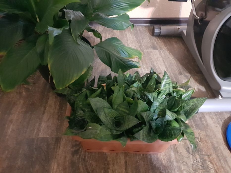 Растение  комнатное
