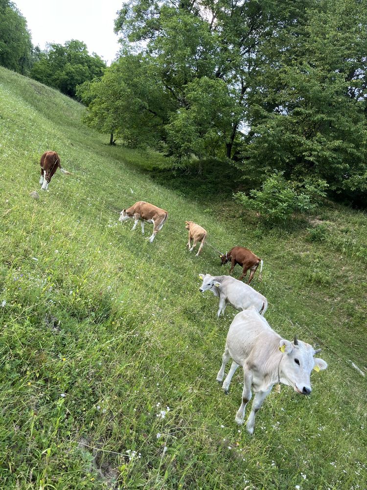 Vand juninci tinere pentru tinut sau sacruficat