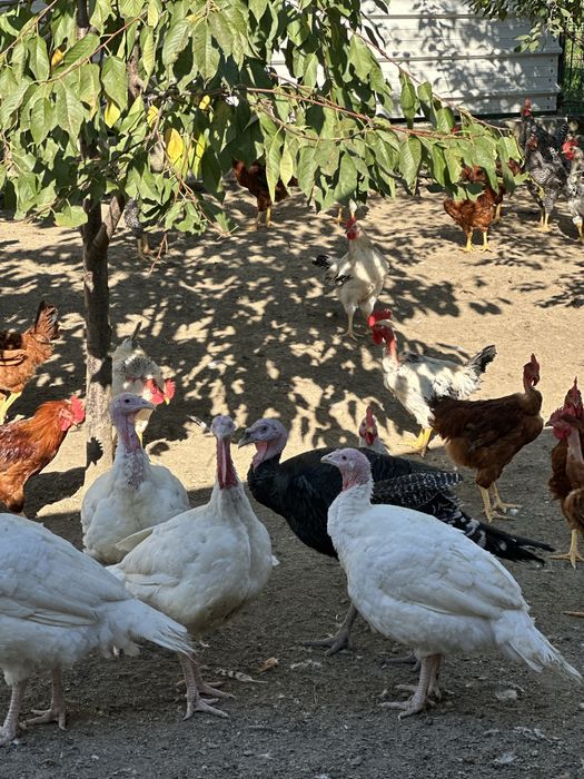 Curcani de taiata taiem la comanda