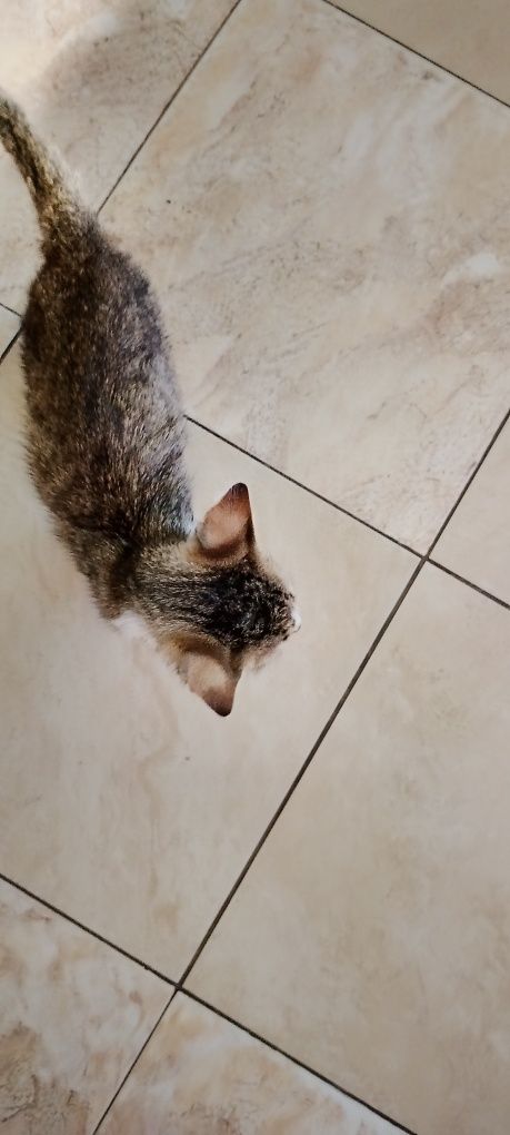 Мъжки котарак-Мъри