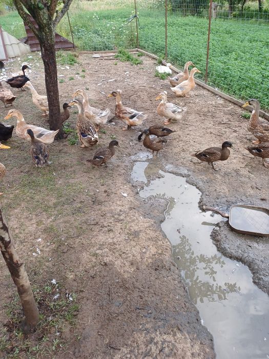 Rate macaitoare de vanzare