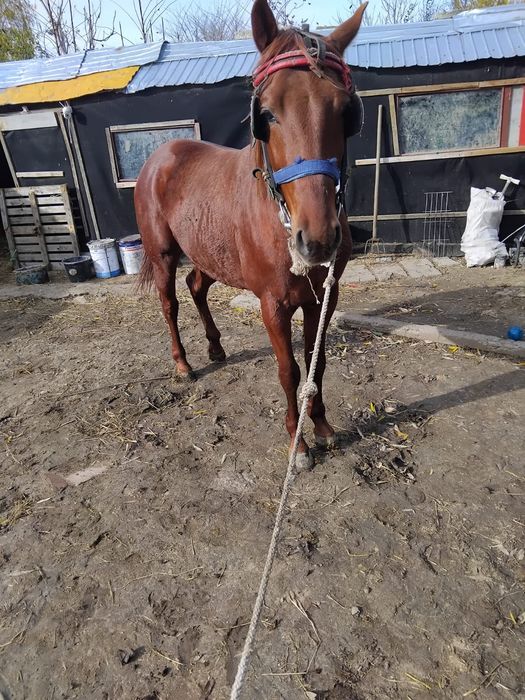 Vând armăsar său schimb