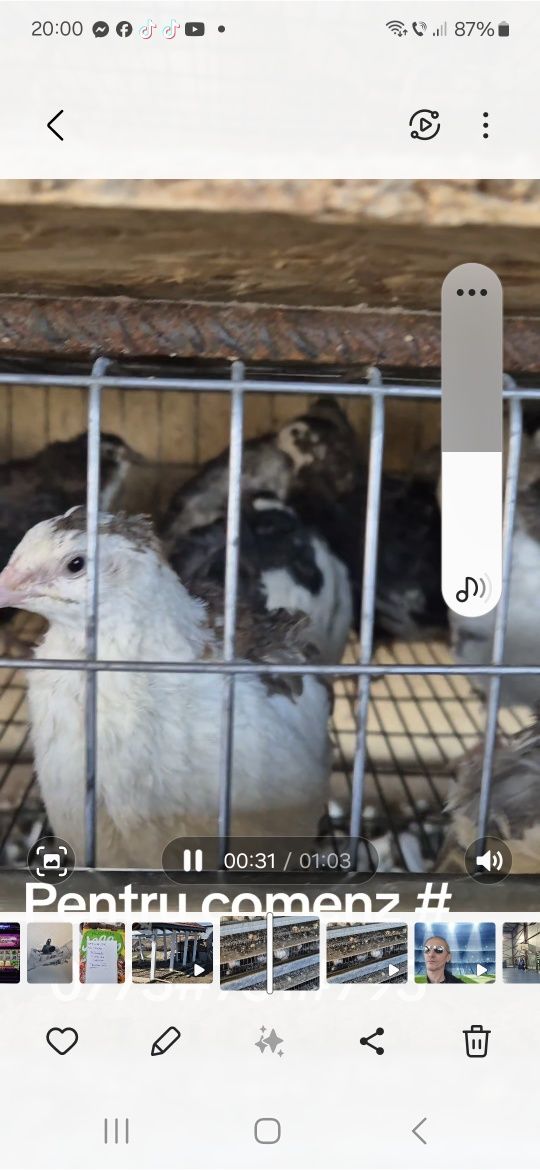 Prepelite și ouă direct de la producator
