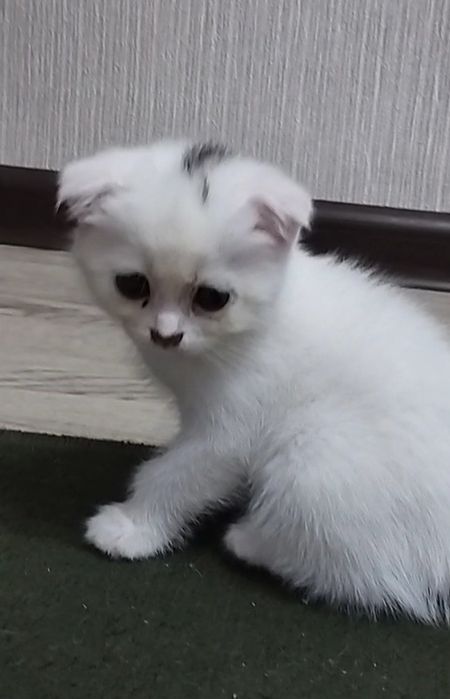 Продается котенок британскией вислоухий 3 месяца. В лоток сами хотят.