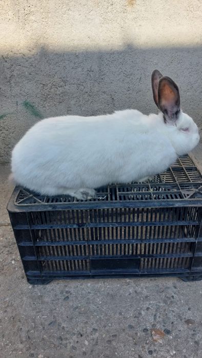 Vând iepuri californieni