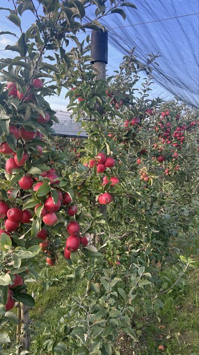 Design pentru Instagram și TikTok – rapid și ieftin