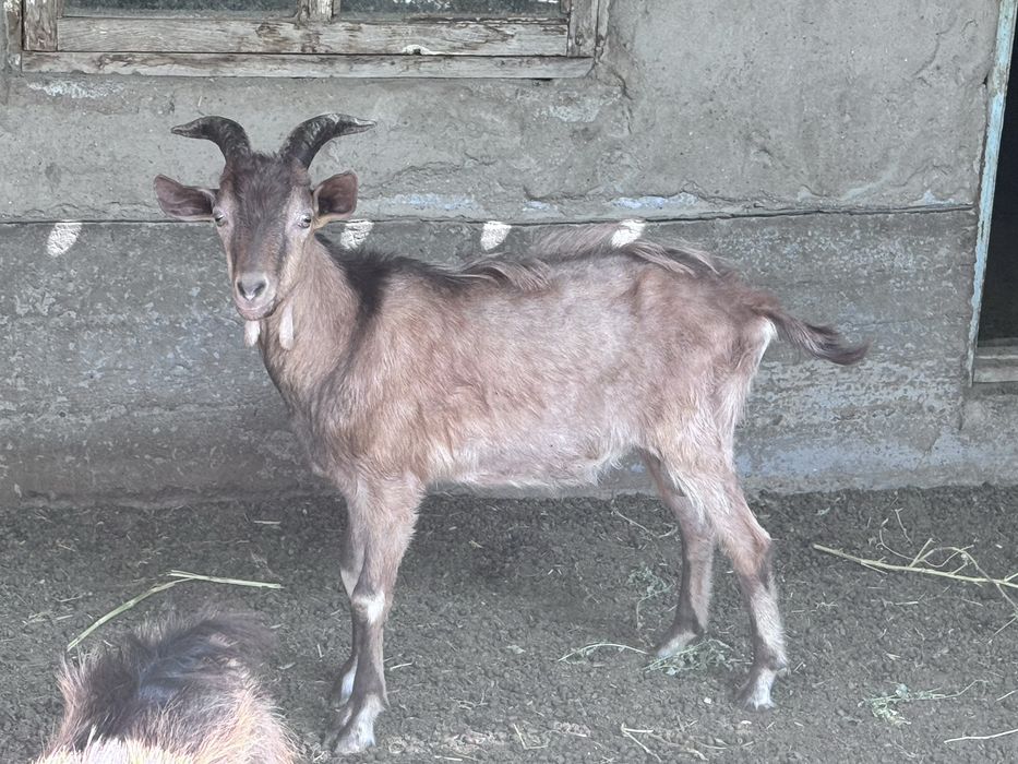 Французский альпи теке сатылады