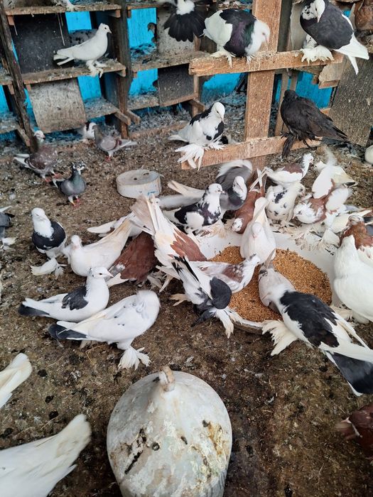 Vand porumbei incaltati